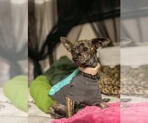 Figgie Smalls - Female Chihuahua-Unknown Mix Dog for Adoption - Photo #3