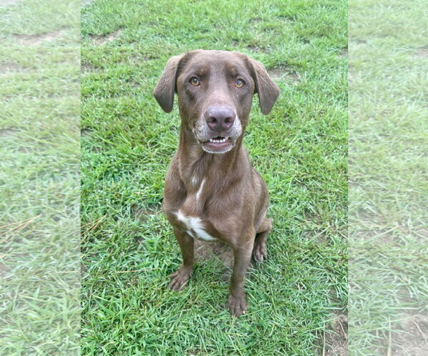 Medium Photo #4 Labrador Retriever-Unknown Mix Puppy For Sale in Eastman, GA, USA