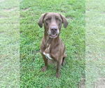 Small #3 Labrador Retriever Mix