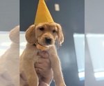 Puppy Puppy 3 Yellow Golden Retriever