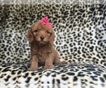 Small #1 Cavapoo
