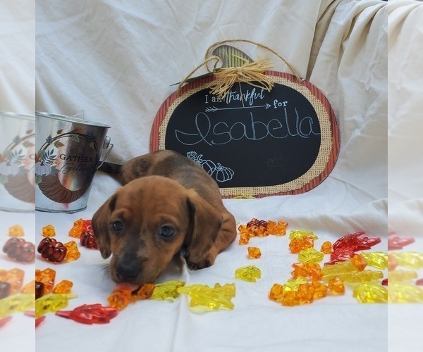 Medium Photo #8 Dachshund Puppy For Sale in LADY LAKE, FL, USA
