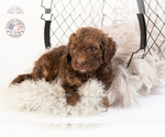 Small Photo #18 Saint Berdoodle Puppy For Sale in LEAVENWORTH, IN, USA