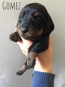 Medium Photo #1 Dachshund Puppy For Sale in DODGE CITY, KS, USA