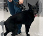 Small #1 German Shepherd Dog Mix