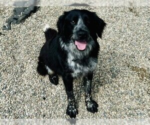 Border Collie-Unknown Mix Dogs for adoption in Ames, IA, USA