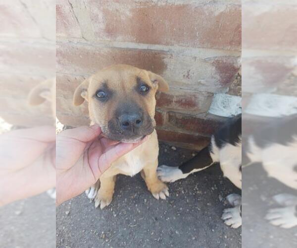 Medium Photo #1 Mutt Puppy For Sale in San Antonio, TX, USA