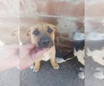 Small Mutt
