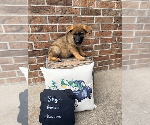 Medium Photo #5 German Shepherd Dog Puppy For Sale in MAYSVILLE, MO, USA