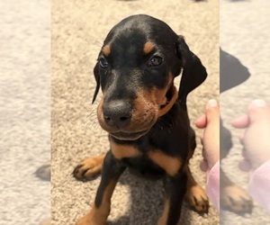 Doberman Pinscher Puppy for sale in CHEPACHET, RI, USA