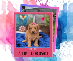 Goldendoodle Puppy for Sale in GOSHEN, Indiana USA