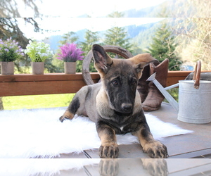 German Shepherd Dog Puppy for sale in OAKLAND, OR, USA