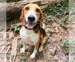 Small #4 Beagle Mix
