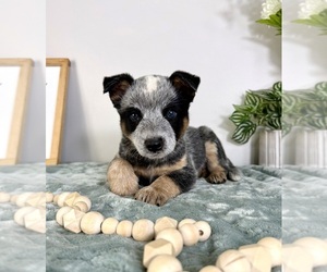 Australian Cattle Dog Puppy for sale in GREENFIELD, IN, USA