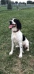 Small Photo #1 English Springer Spaniel Puppy For Sale in OMAHA, NE, USA
