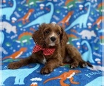 Small #4 Cavapoo (Miniature)