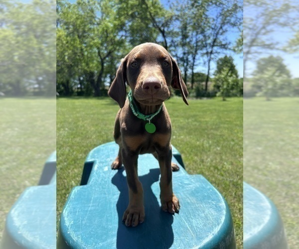 Medium Photo #1 Doberman Pinscher Puppy For Sale in BROOKFIELD, MO, USA