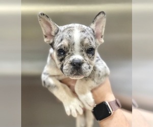 French Bulldog Puppy for sale in LOUISVILLE, KY, USA