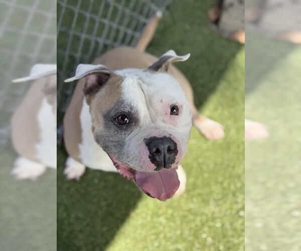 Medium Photo #2 Bulldog-Unknown Mix Puppy For Sale in Chula Vista, CA, USA