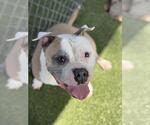 Small #1 Bulldog Mix