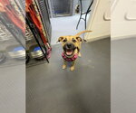 Small #3 Boxer Mix