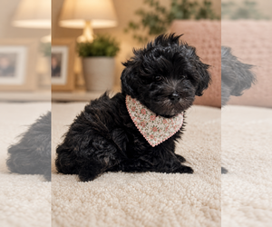 ShihPoo Dogs for adoption in Phoenix, AZ, USA