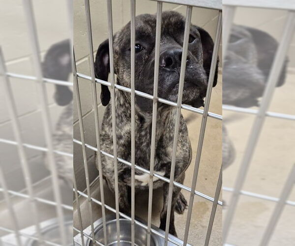 Medium Photo #1 German Shepherd Dog-Unknown Mix Puppy For Sale in Decatur, IL, USA