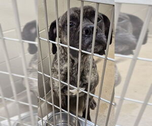 German Shepherd Dog-Unknown Mix Dogs for adoption in Decatur, IL, USA