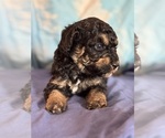 Theodore - Male Bernedoodle (Miniature) Puppy for Sale - Photo #9