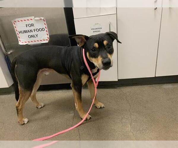 Medium Photo #1 American Pit Bull Terrier-Doberman Pinscher Mix Puppy For Sale in Berkeley , CA, USA