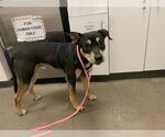 Small American Pit Bull Terrier-Doberman Pinscher Mix