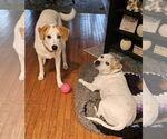 Small #32 Great Pyrenees Mix