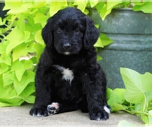 Bernedoodle Puppy for sale in FREDERICKSBG, OH, USA