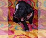 Small Photo #2 Great Dane Puppy For Sale in SPRAGGS, PA, USA