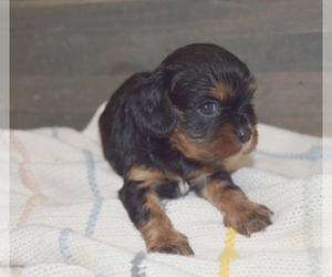 Cavalier King Charles Spaniel Puppy for sale in PLEASANTON, KS, USA