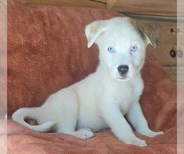 Medium Photo #1 Great Pyrenees-Unknown Mix Puppy For Sale in Brewster, NY, USA
