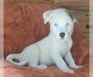 Great Pyrenees-Unknown Mix Dogs for adoption in Brewster, NY, USA