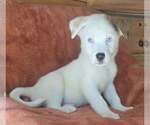 Small Great Pyrenees Mix