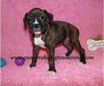 Small Photo #4 Boxer Puppy For Sale in CABOOL, MO, USA