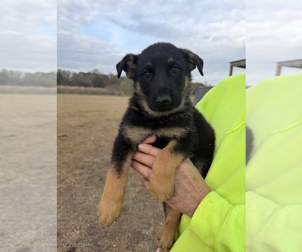 Medium Photo #1 German Shepherd Dog Puppy For Sale in GREENVILLE, NC, USA