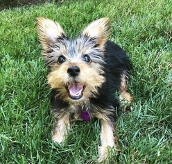 Yorkshire Terrier Puppy for sale in SEATTLE, WA, USA