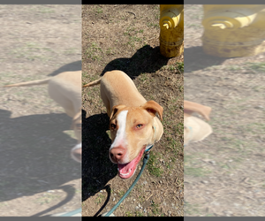 CJ - Male Mutt Dog for Adoption - Photo #4