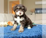 Small #1 Bernedoodle (Miniature)