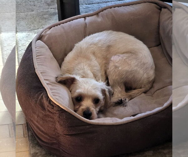 Medium Photo #9 Mutt Puppy For Sale in Fargo, ND, USA