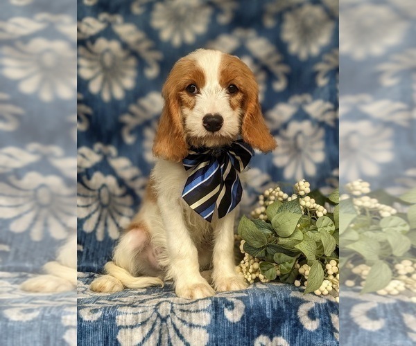 Medium Photo #6 Cavapoo Puppy For Sale in STEVENS, PA, USA