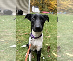Mutt Dogs for adoption in Boston, MA, USA