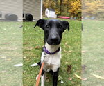 Howdy - Male Mutt Dog for Adoption - Small photo