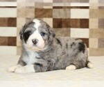 Small #1 Bernedoodle (Miniature)