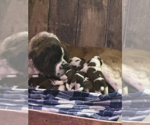 Saint Bernard Puppy for sale in CONOVER, WI, USA