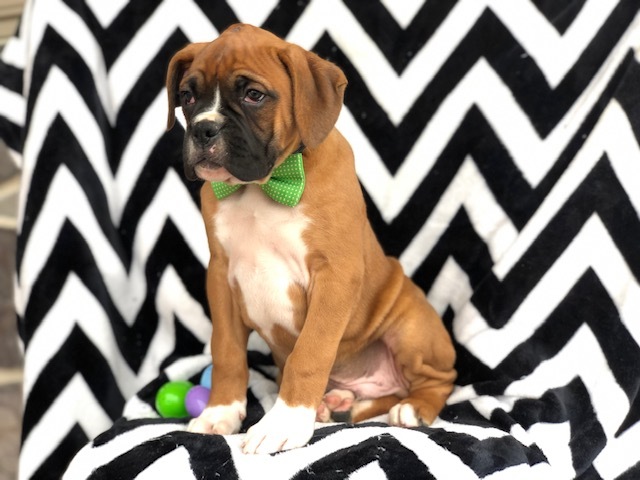 Medium Photo #1 Boxer Puppy For Sale in EAST EARL, PA, USA